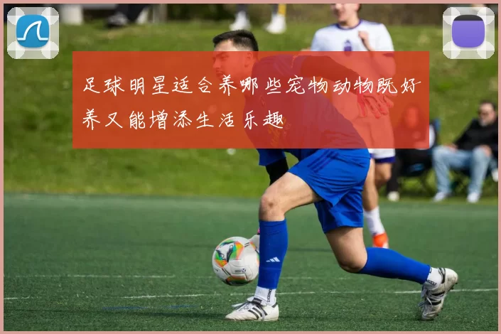 足球明星适合养哪些宠物动物既好养又能增添生活乐趣